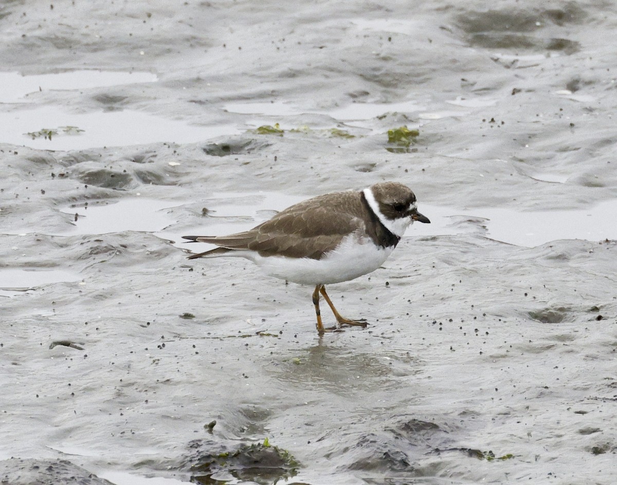 Semipalmated Plover - ML617892189