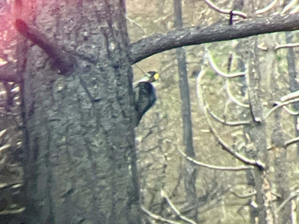 Black-backed Woodpecker - ML617892192
