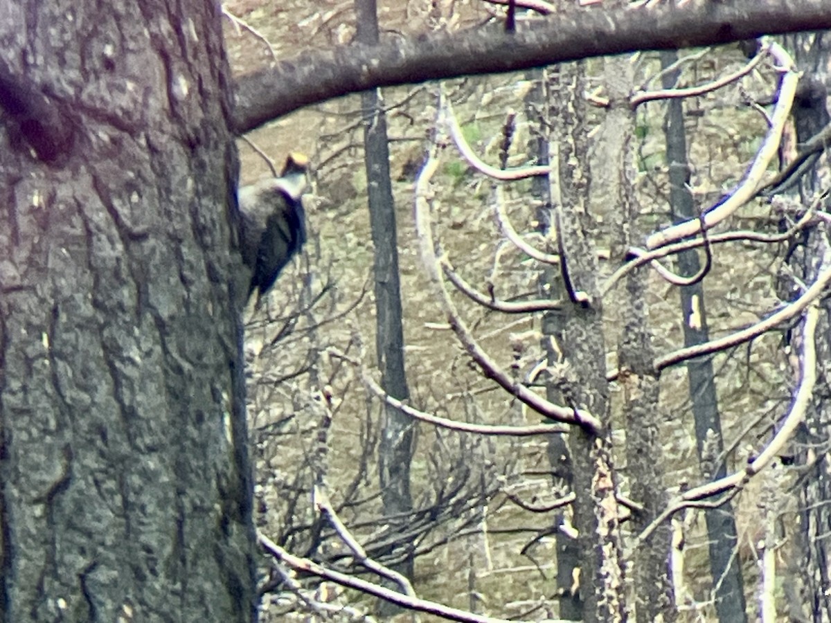 Black-backed Woodpecker - ML617892193