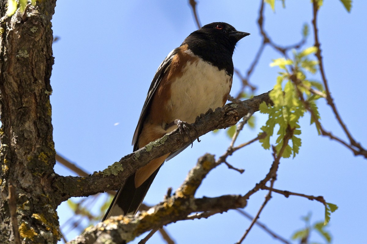Spotted Towhee - ML617892280