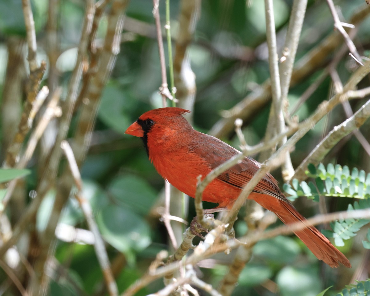 Cardinal rouge - ML617892294