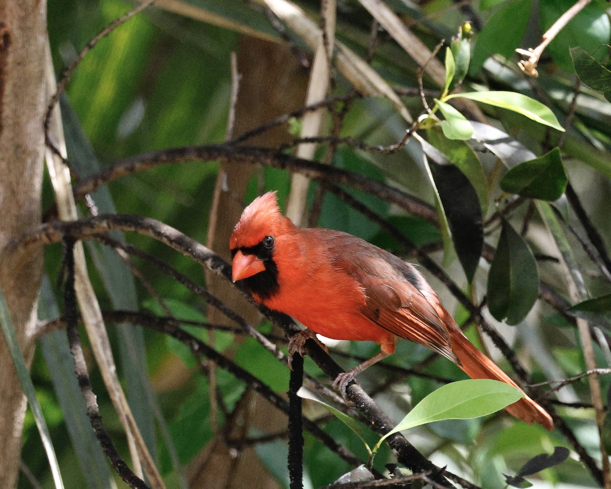 Cardinal rouge - ML617892296