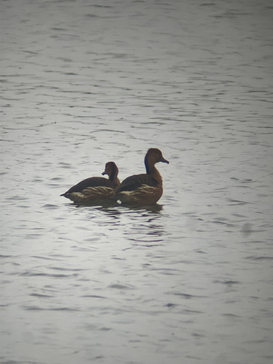 Fulvous Whistling-Duck - ML617892324