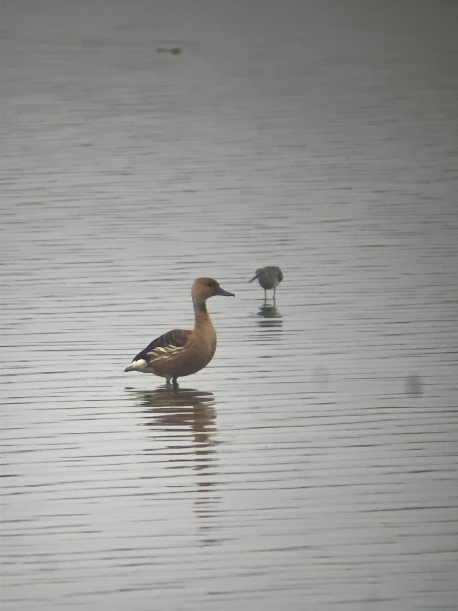Fulvous Whistling-Duck - ML617892325