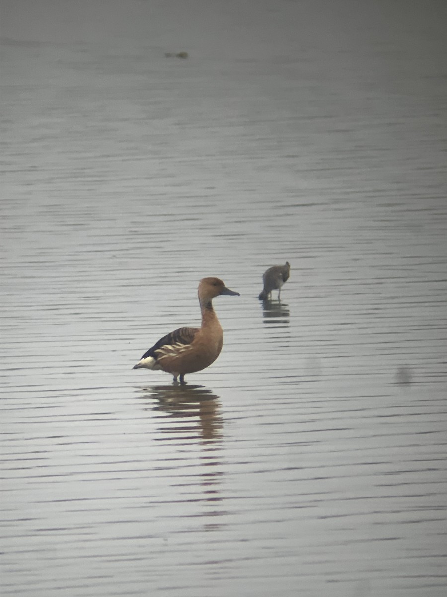 Fulvous Whistling-Duck - ML617892326