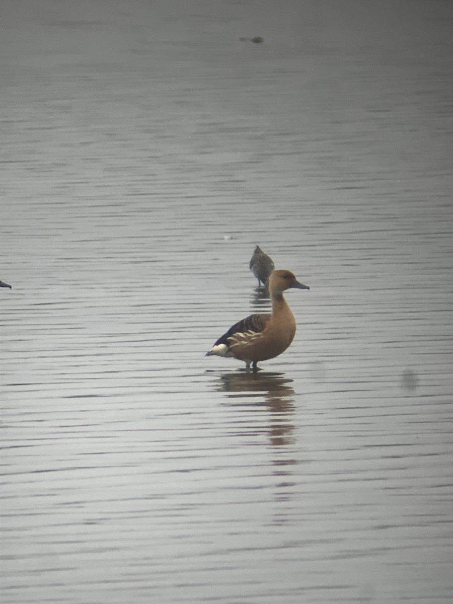 Fulvous Whistling-Duck - ML617892329