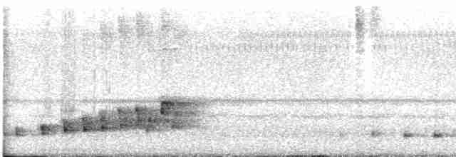 Braunhals-Nachtschwalbe - ML617892360