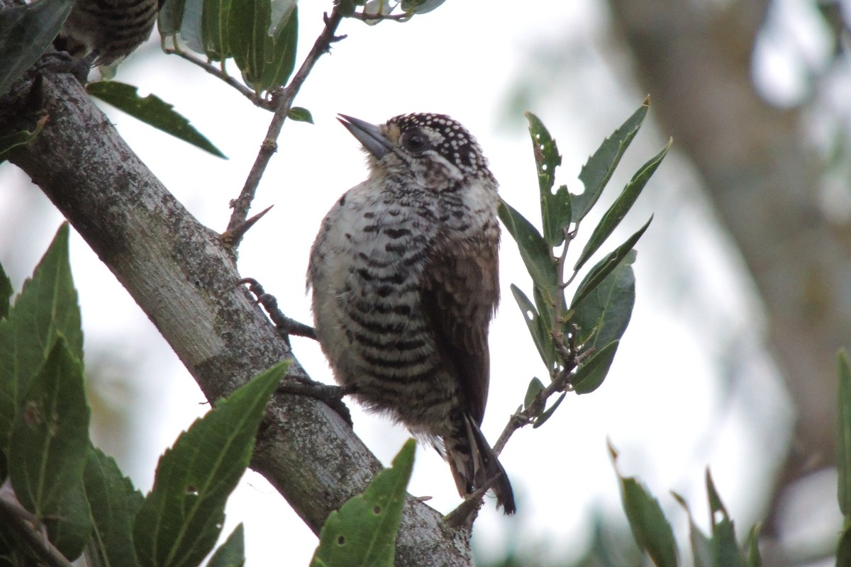 White-barred Piculet - ML617892399