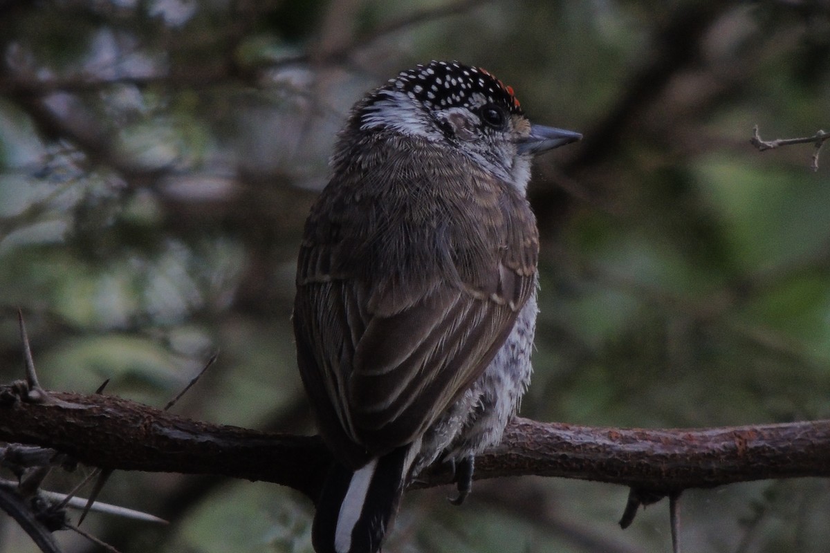 White-barred Piculet - ML617892400