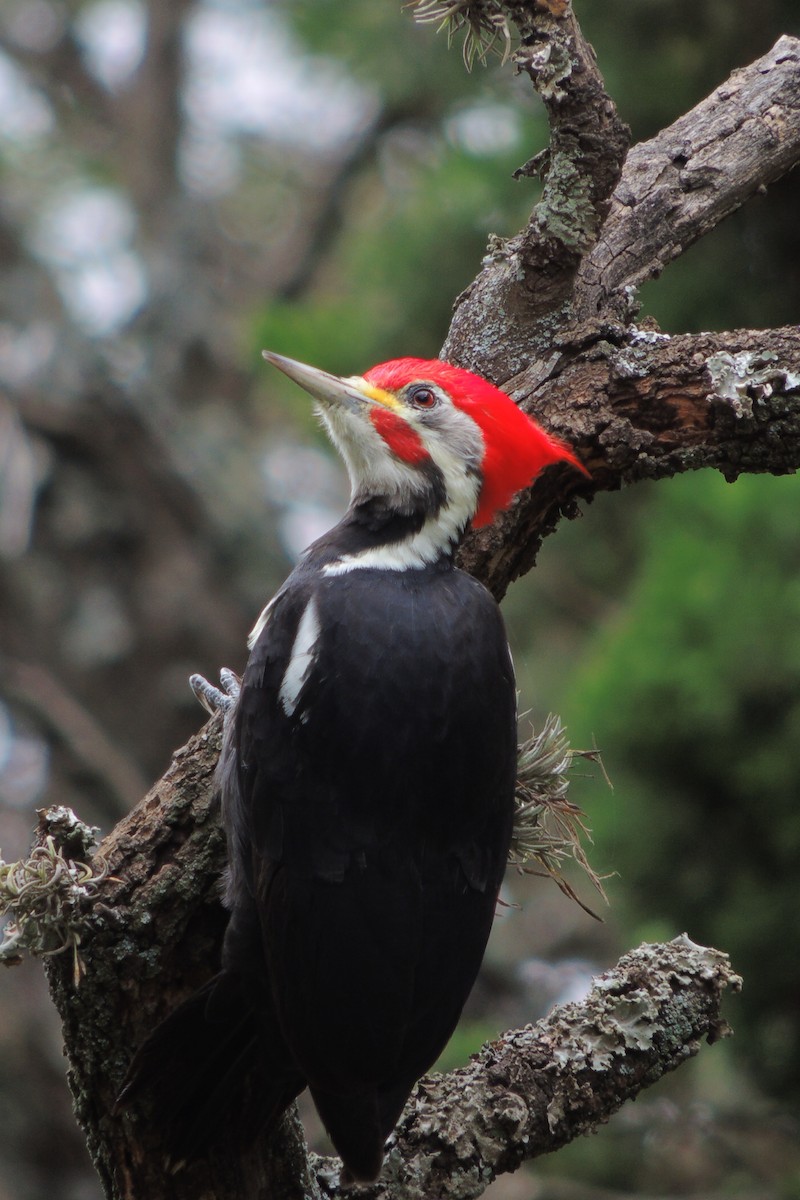 Black-bodied Woodpecker - ML617892427