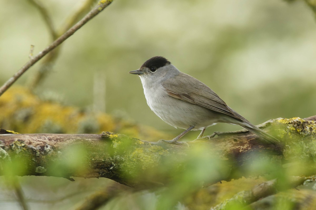 eBird Checklist - 24 Apr 2024 - Lytchett Fields RSPB Reserve - 32 species