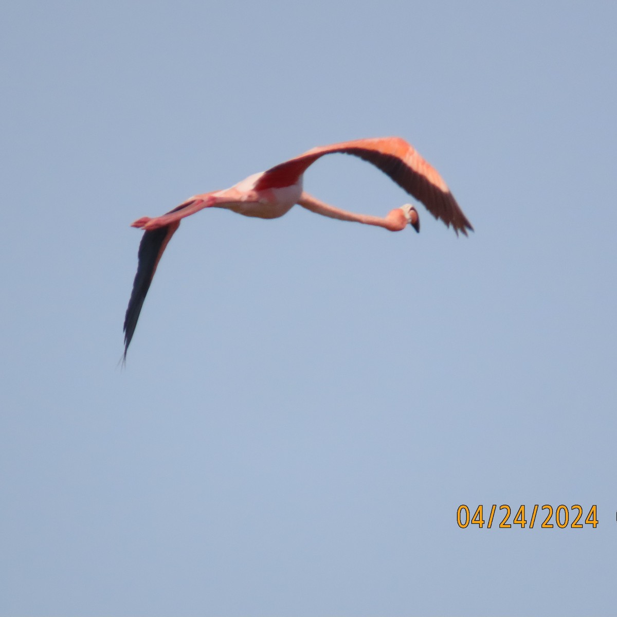 American Flamingo - Natasza Fontaine