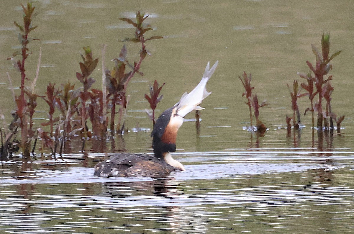 Great Crested Grebe - ML617892524
