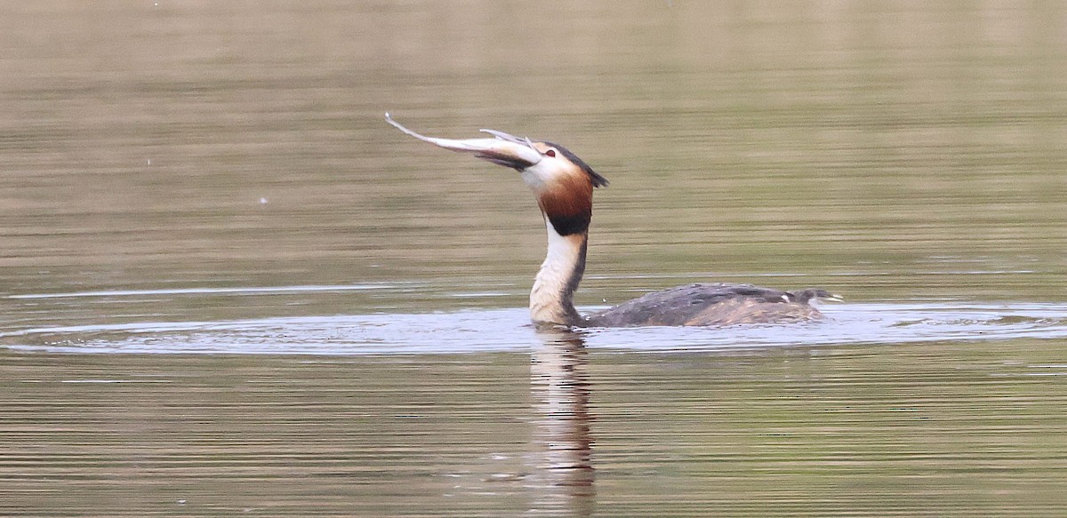 Great Crested Grebe - ML617892525
