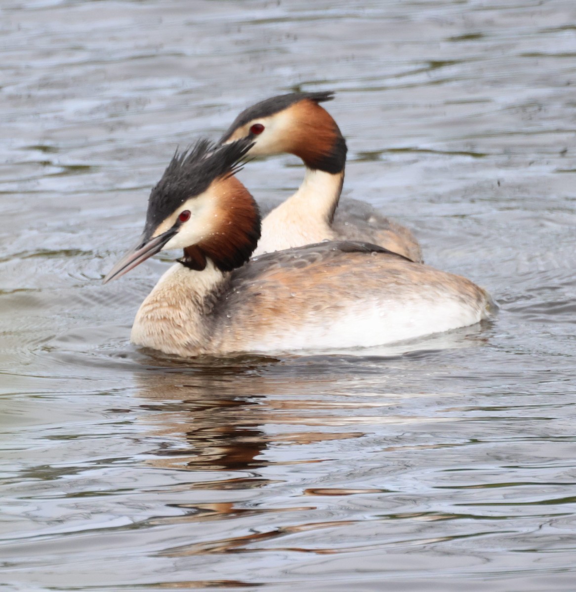 Great Crested Grebe - ML617892526