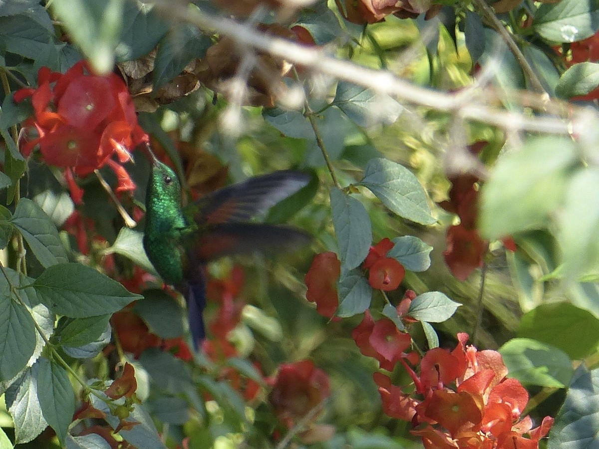 Blue-tailed Hummingbird - Jenny Bowman