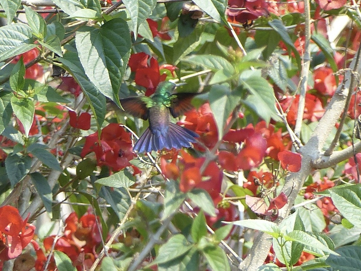 Blue-tailed Hummingbird - ML617892531