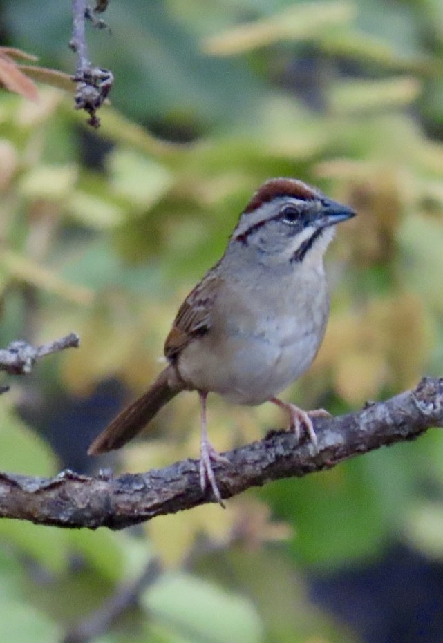 Rusty Sparrow - ML617892581