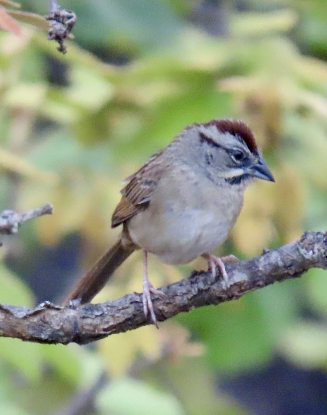 Rusty Sparrow - ML617892585