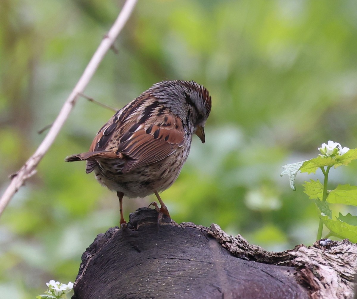 Swamp Sparrow - ML617892711