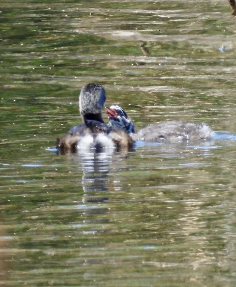 Pied-billed Grebe - Peggy Gierhart