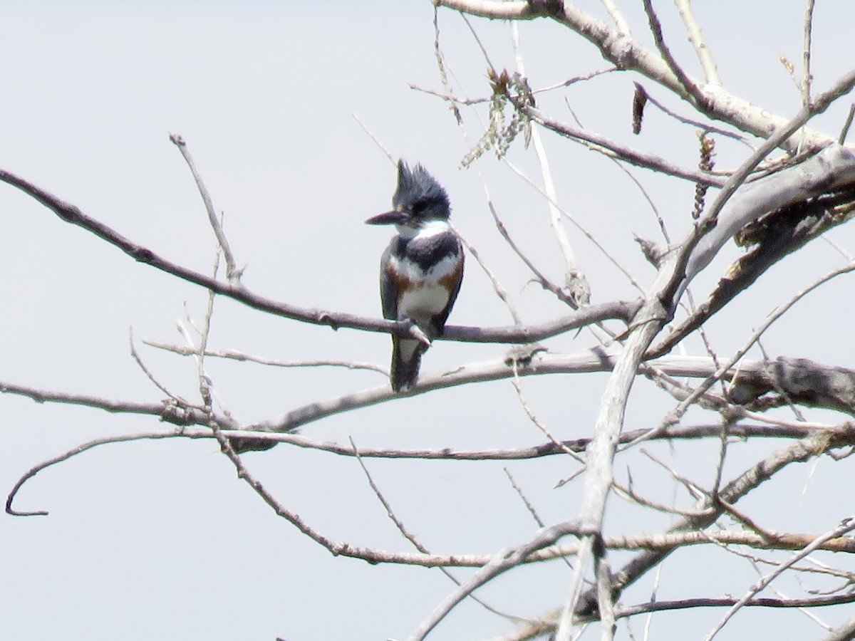 Belted Kingfisher - ML617892799