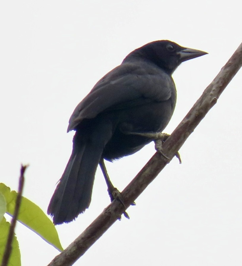 Melodious Blackbird - ML617892875