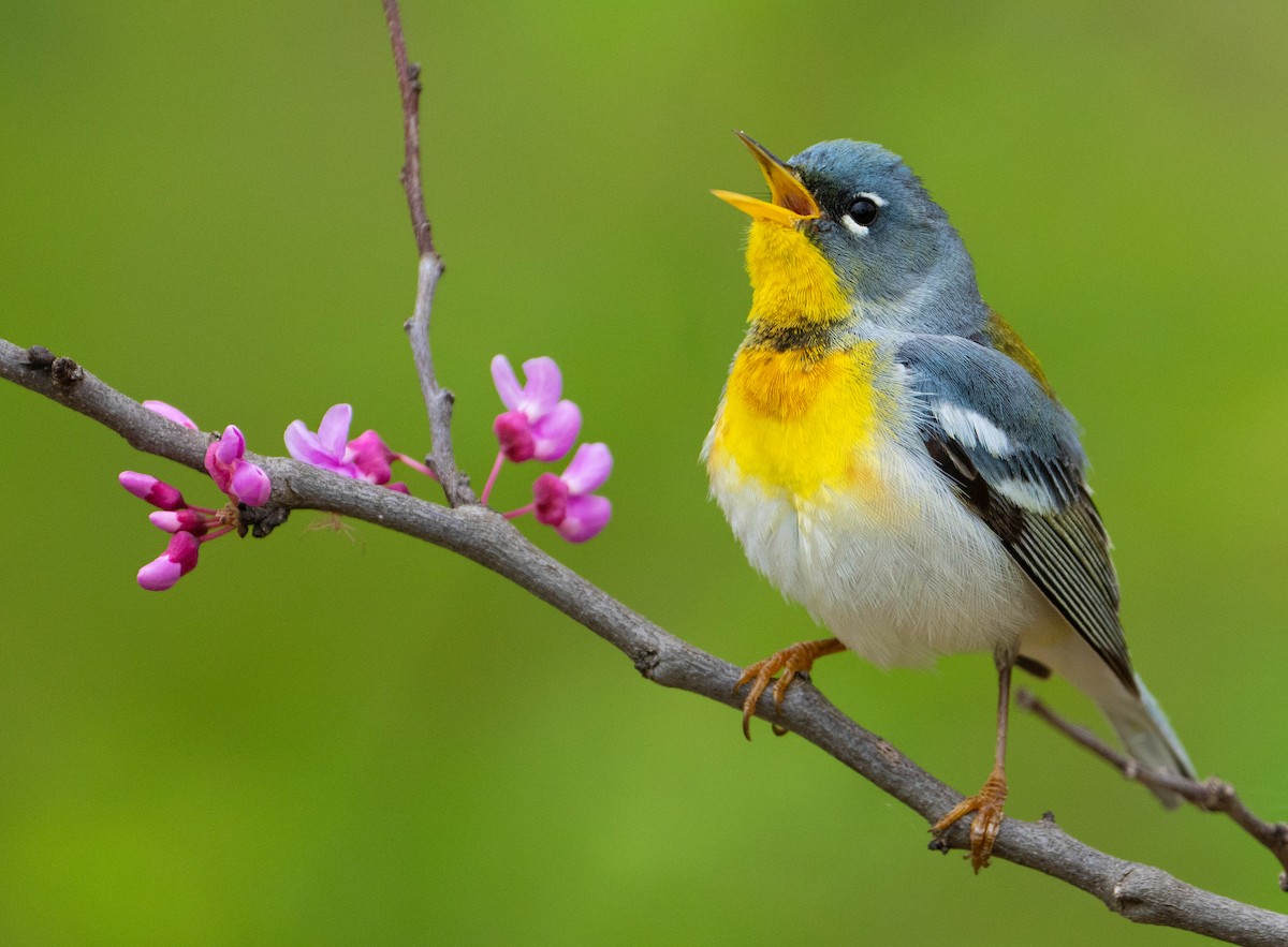 Northern Parula - Dylan S.