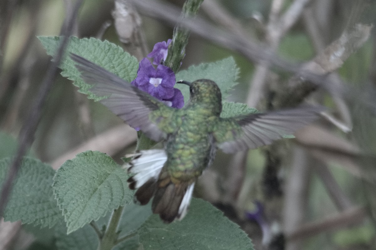 kolibřík zelenopláštíkový - ML617892898