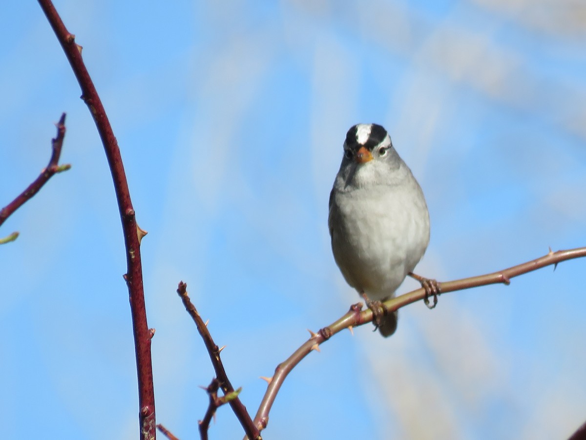 White-crowned Sparrow - ML617892904