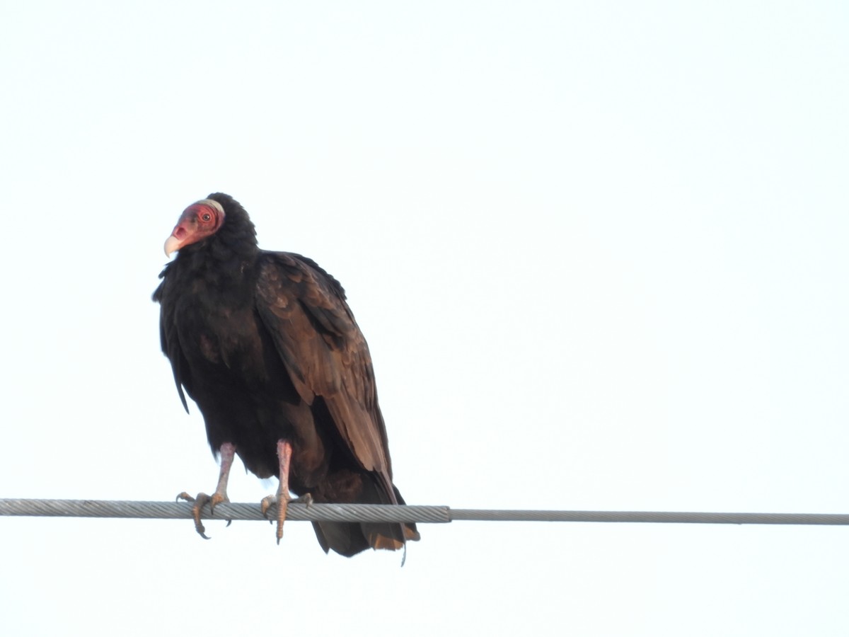 Turkey Vulture - ML617892911