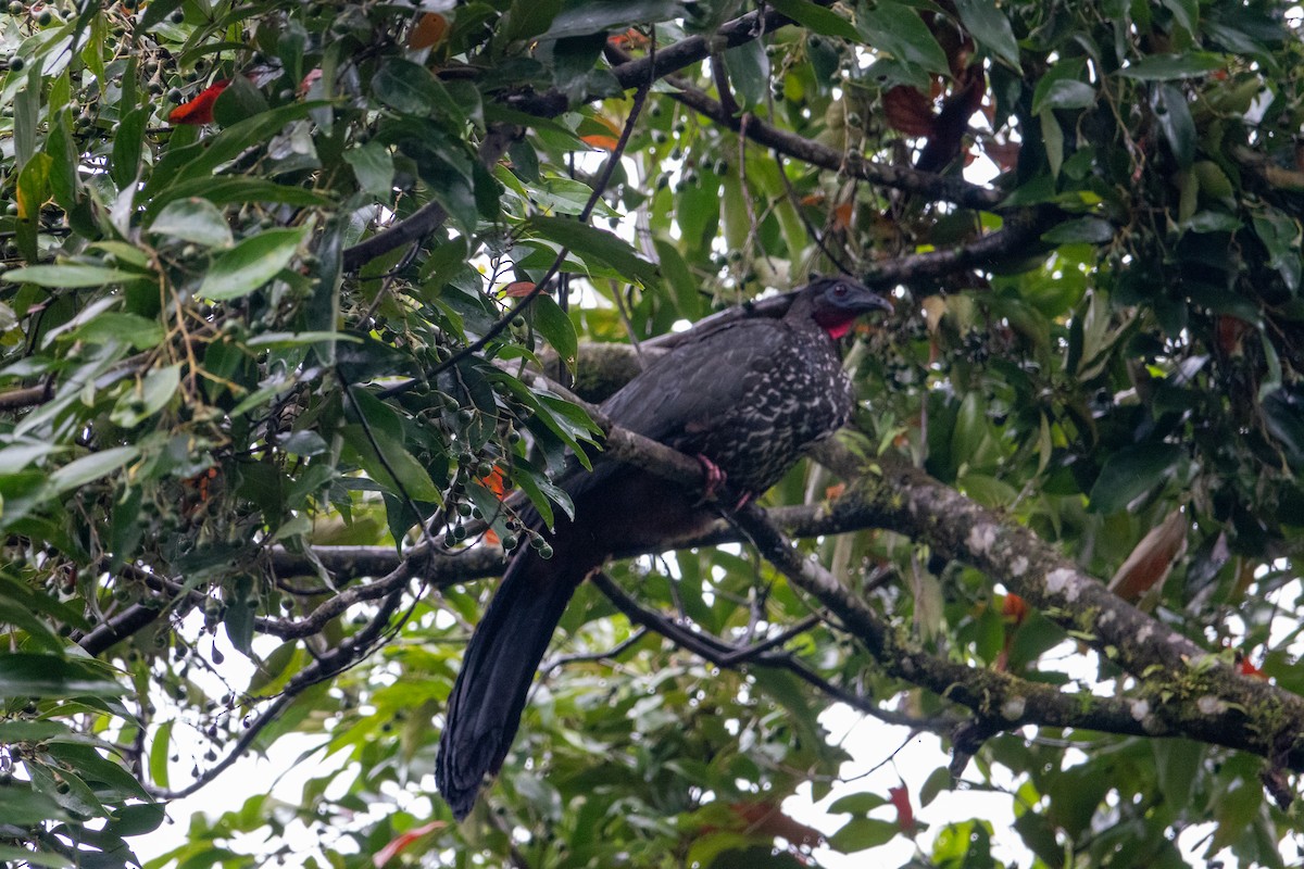 Crested Guan - ML617892949