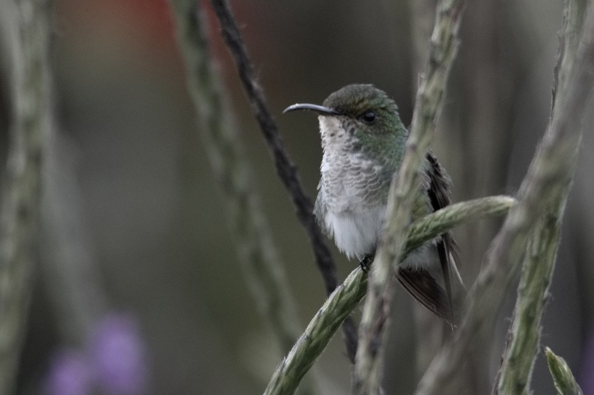 kolibřík zelenopláštíkový - ML617892962