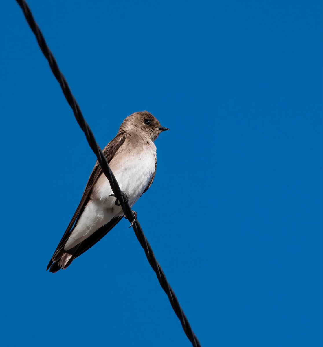 Northern Rough-winged Swallow - Julie Schneider