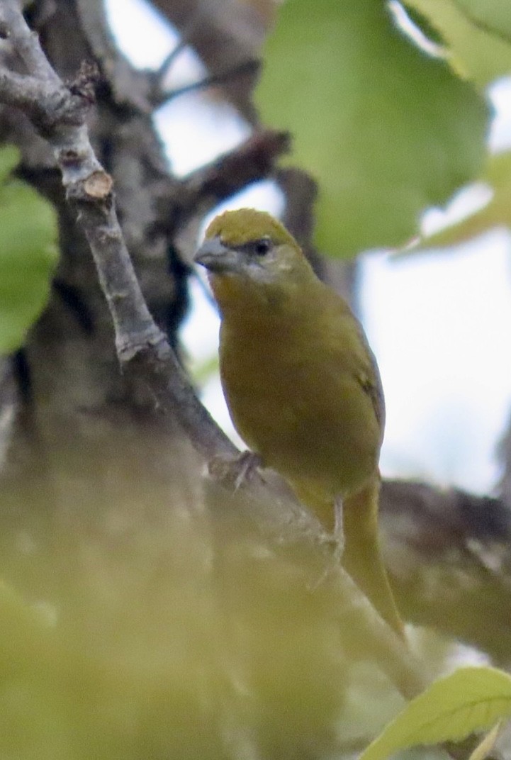 Hepatic Tanager - ML617892994