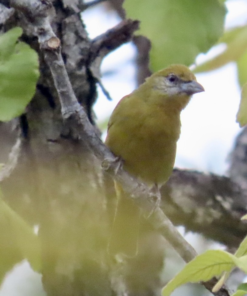 Hepatic Tanager - ML617892995