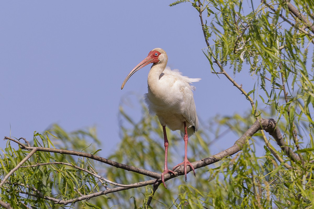 White Ibis - Jack Crowe