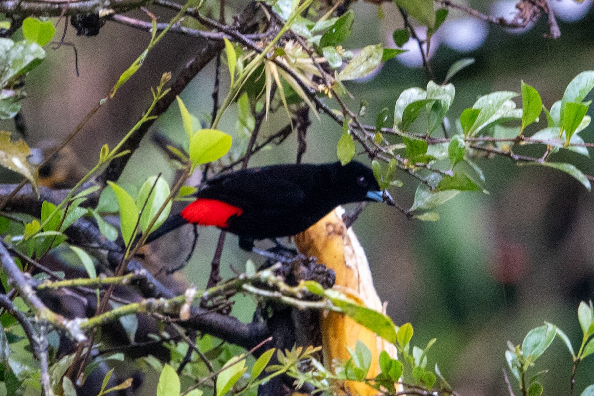 Scarlet-rumped Tanager - ML617893032