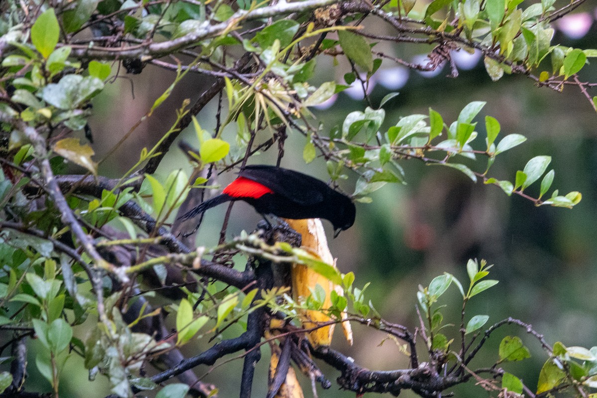 Scarlet-rumped Tanager - ML617893038
