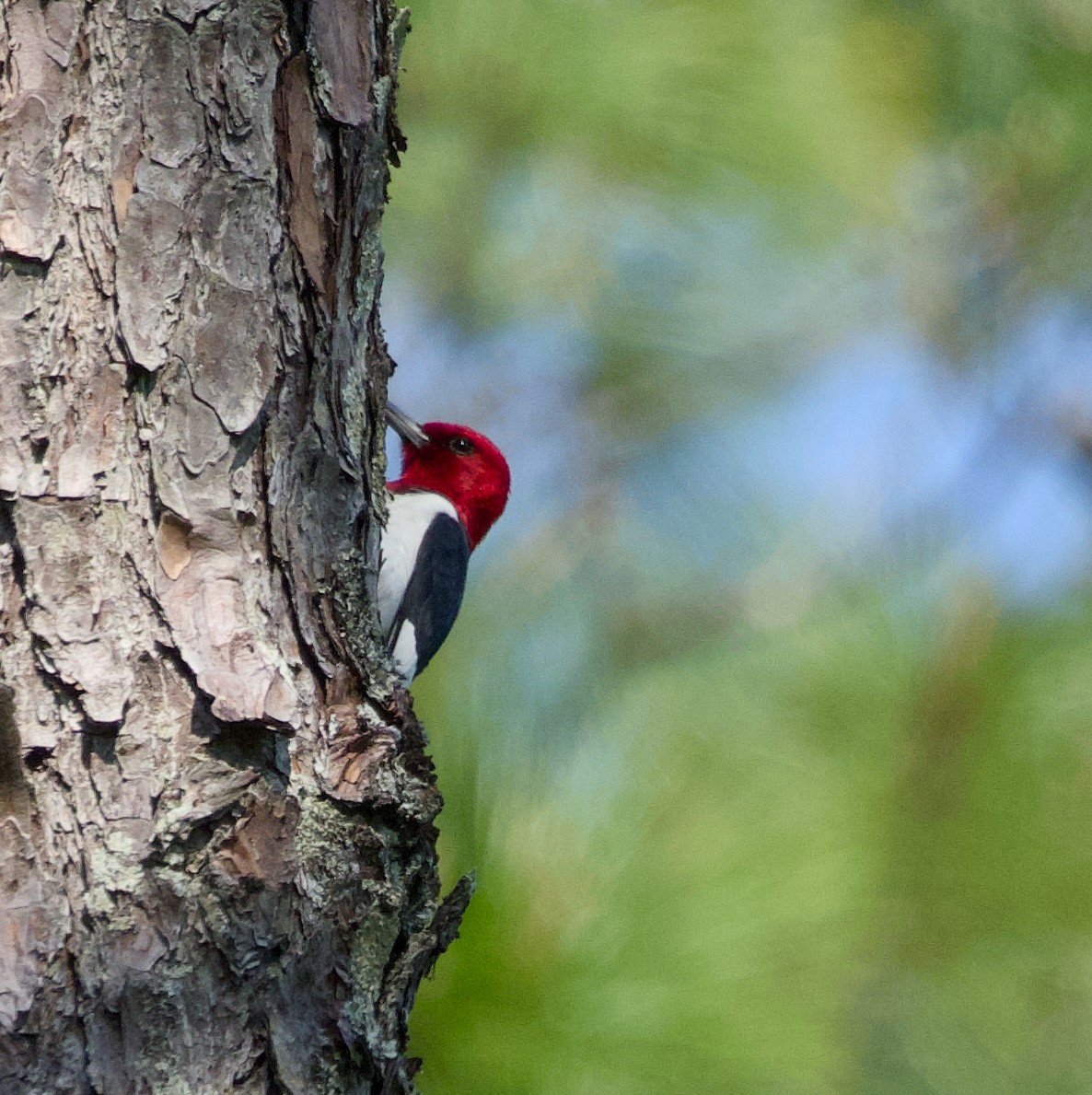 Red-headed Woodpecker - ML617893070