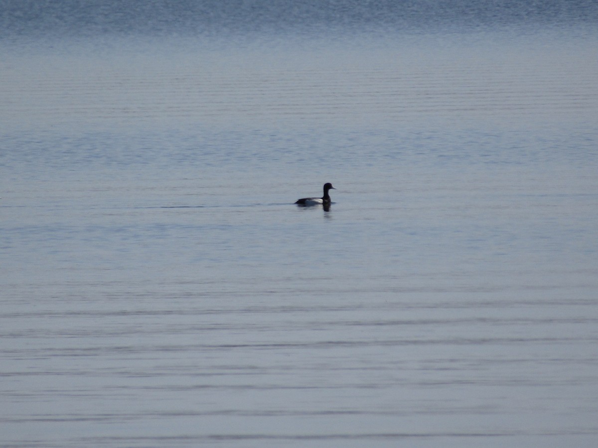 Greater/Lesser Scaup - ML617893074