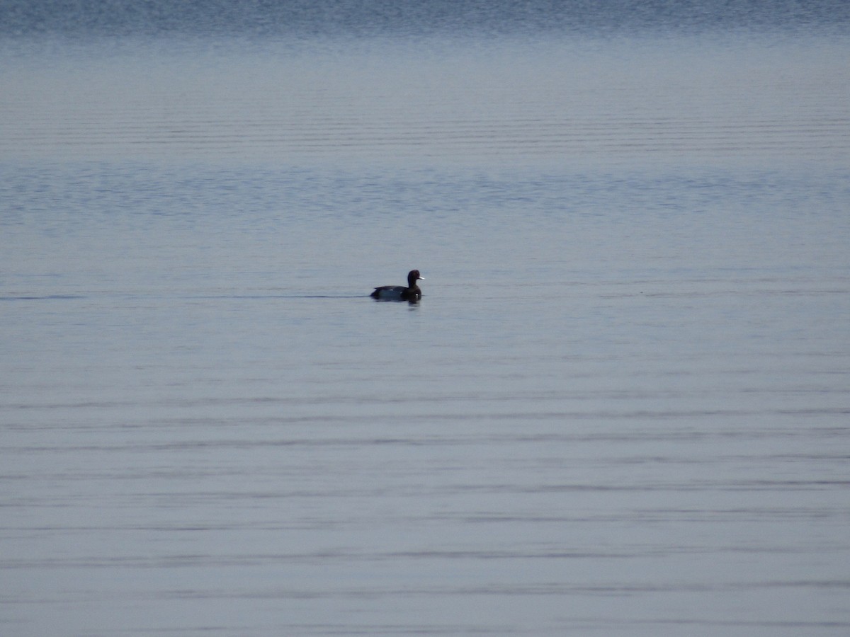 Greater/Lesser Scaup - ML617893075