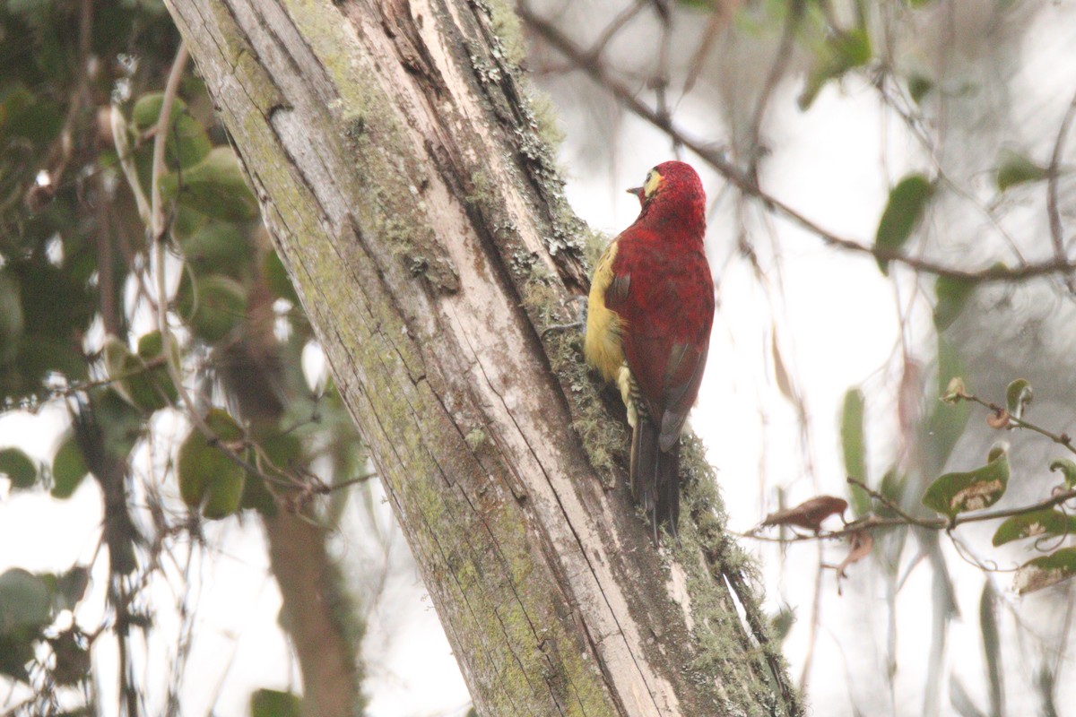 Crimson-mantled Woodpecker - ML617893149