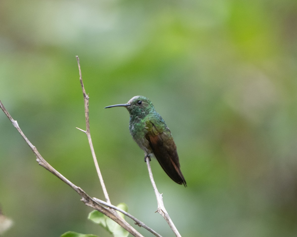 kolibřík mexický - ML617893192