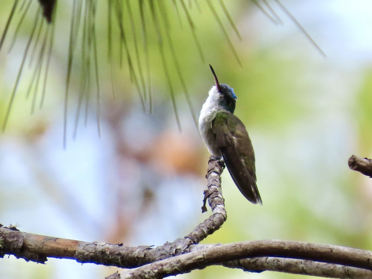 Azure-crowned Hummingbird - ML617893205