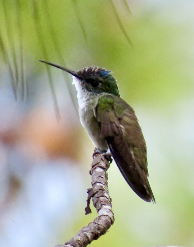 Azure-crowned Hummingbird - ML617893206