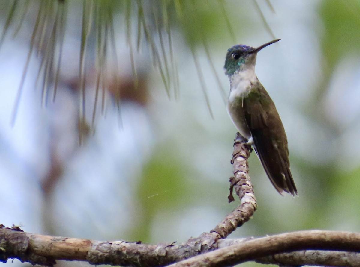 Azure-crowned Hummingbird - ML617893207