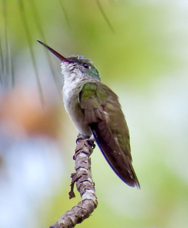 Azure-crowned Hummingbird - ML617893208