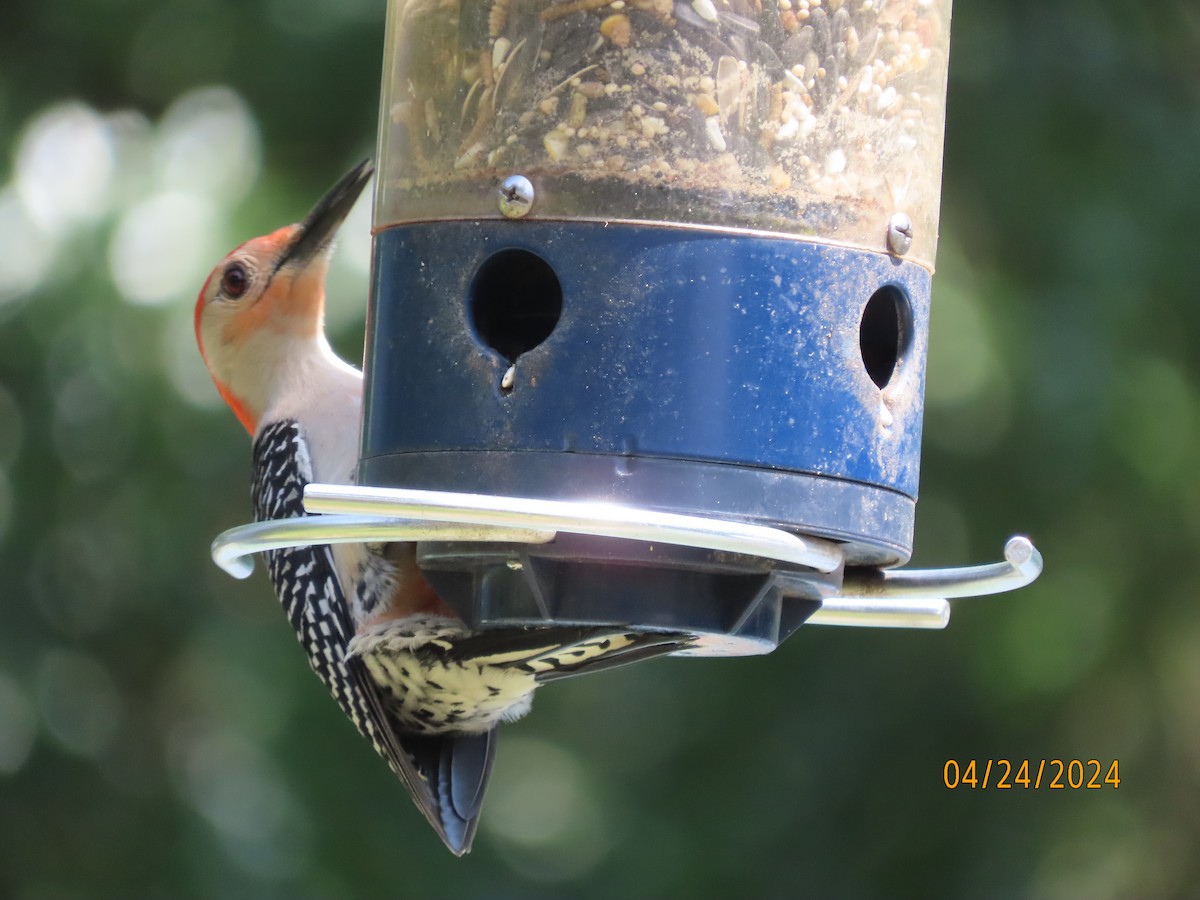 Red-bellied Woodpecker - ML617893238