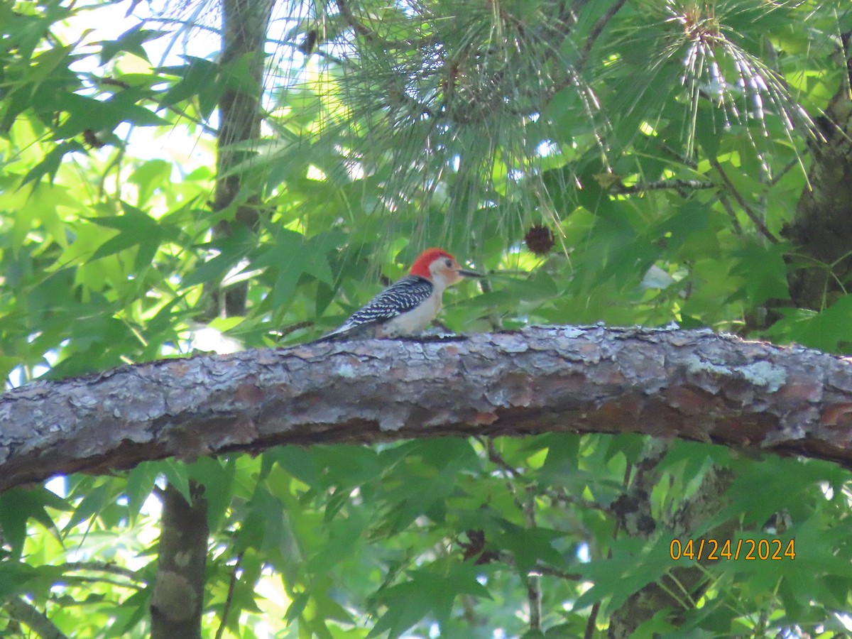 Red-bellied Woodpecker - ML617893239